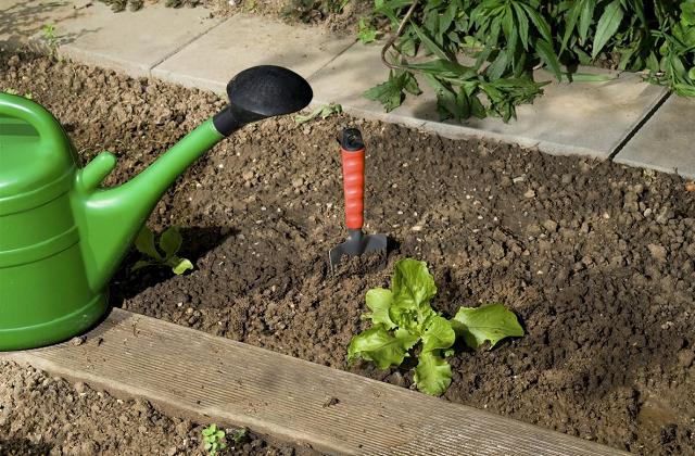 Die Pflanzen zu giessen