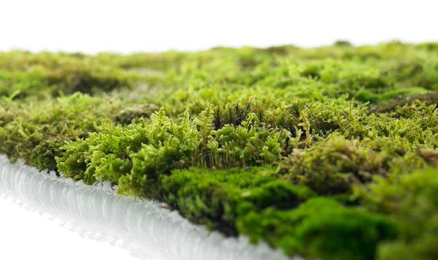 Ein lebendes Moosteppich