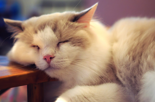 die langhaarigen Katzen