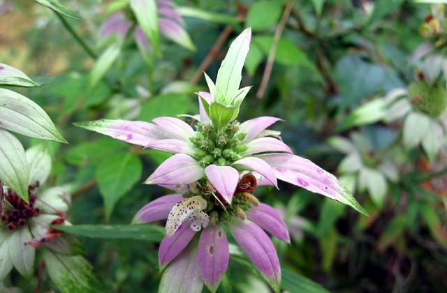 Monarda