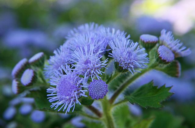 Ageratum Gattung
