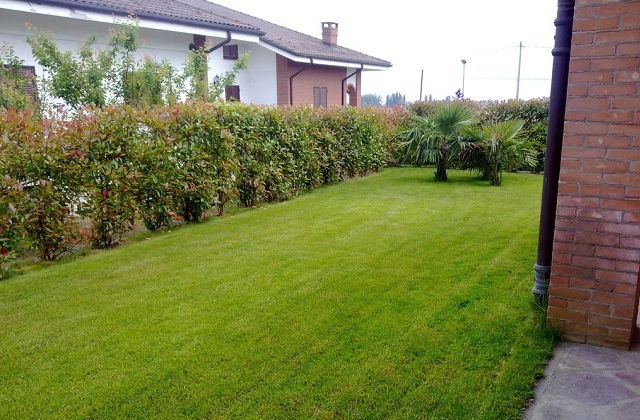 muss die Erde ebenmäßig gegossen werden