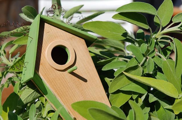 richtige Vogelart in unseren Garten anzulocken