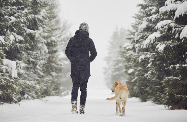 der Hund sich an den Pfoten verletzt