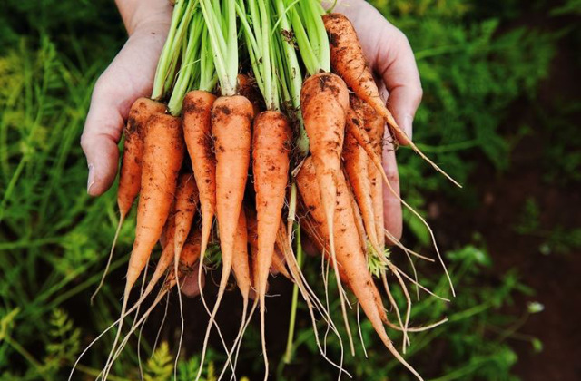 Möhren können nicht in ein Saatbett gesät werden