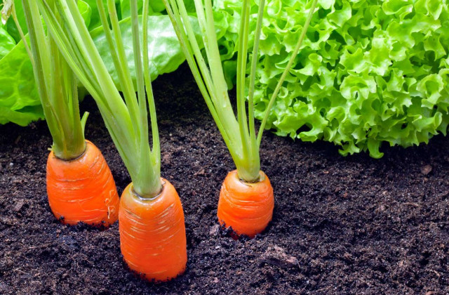 Gemüsegarten im April