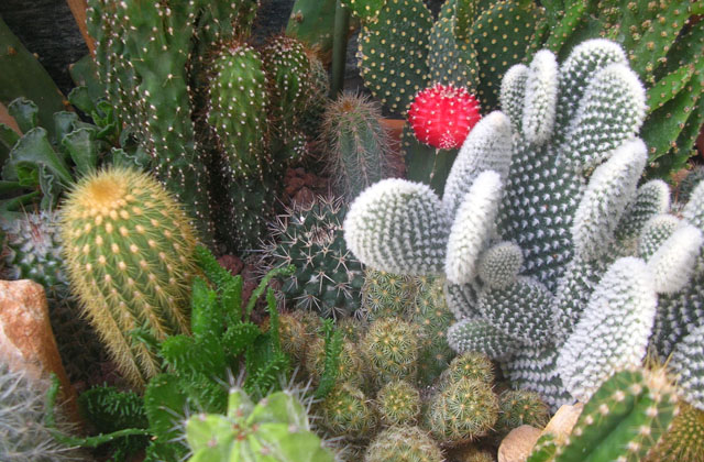 Einen schönen Garten aus Fettpflanzen