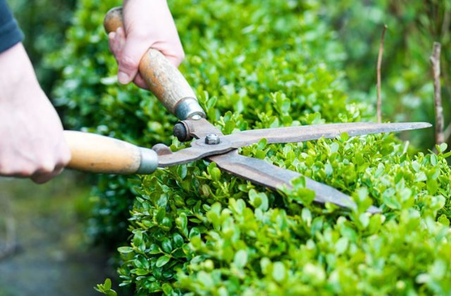 Um die idealen Pflanzen für die Hecke auszusuchen