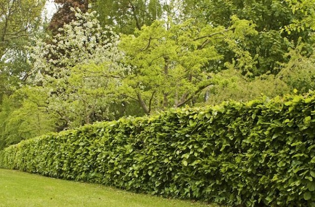 Welche Hecke passt am besten in meinen Garten