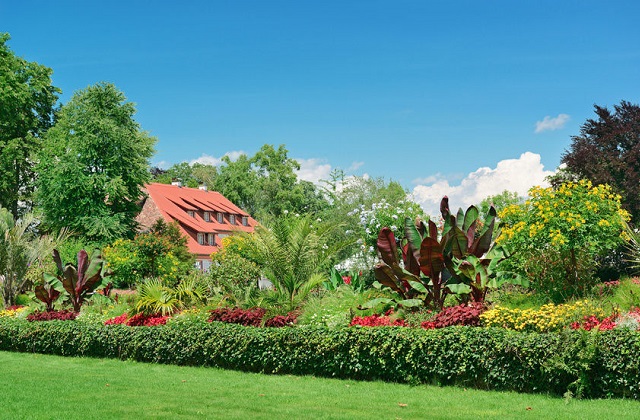 Immergrüne Hecken: die besten Heckenpflanzen