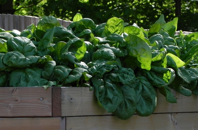 Gemüsegarten im Mai: Was kann man anbauen und was kann man ernten