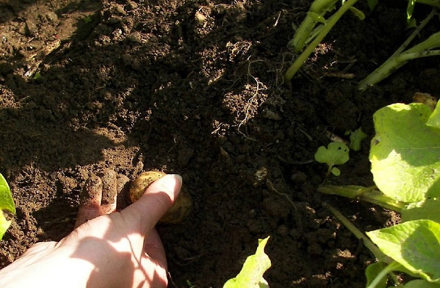 Gemüsegarten im Mai