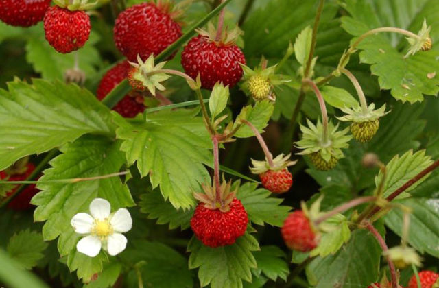 Der Gemüsegarten im Juni