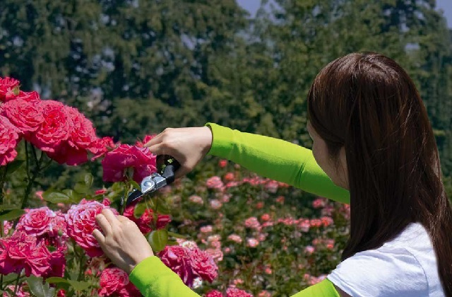 Wie man beim Gärtnern die Arme schützen kann