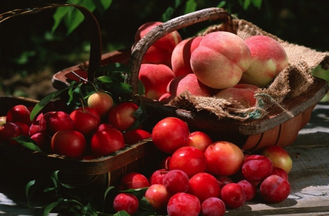 Juli ein goldener Monat für den Gemüsegarten; Ernte und neue Arbeiten