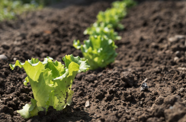 Der Gemüsegarten macht keine Ferien: die Arbeiten im August